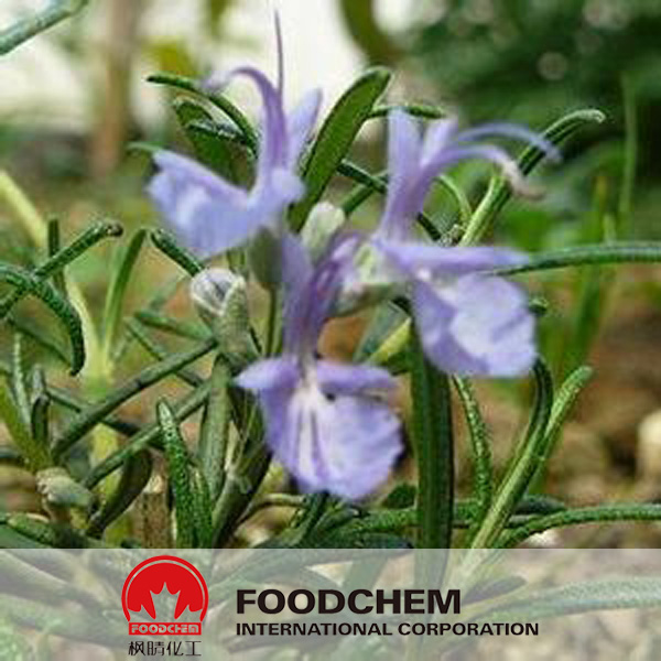 Extrato de Rosemary SUPPLIERS